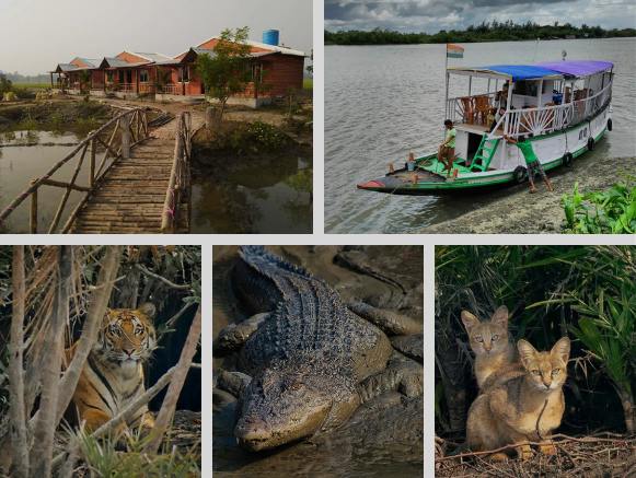 sundarban-jungle-safari