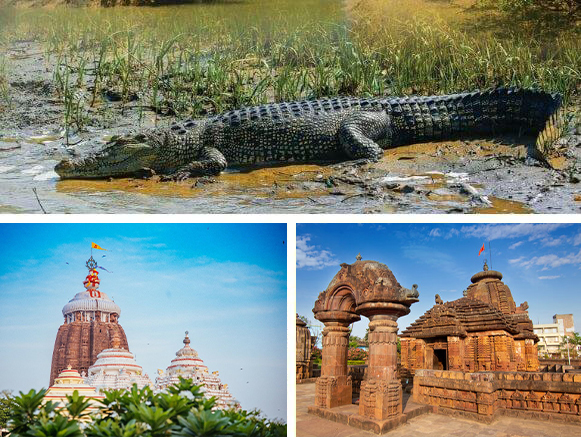 Odisha-Wildlife-Tour
