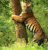 Bhitarkanika & Simlipal Eco Tour