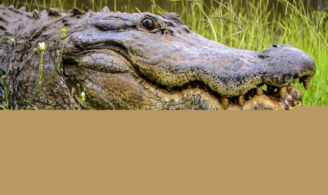 Eco Tours To Bhitarakanika National Park Gallery 2
