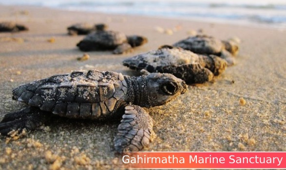 2. GAHIRMATHA MARINE SANCTUARY