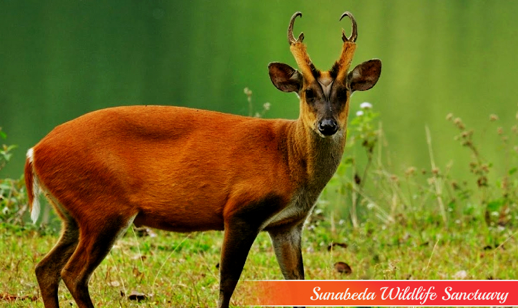 8. SUNABEDA WILDLIFE SANCTUARY