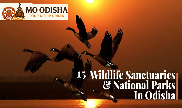 Wildlife Sanctuaries And National Parks In Odisha