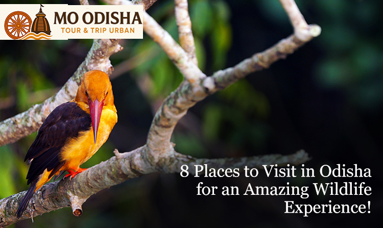Orissa Wildlife Tour Packages