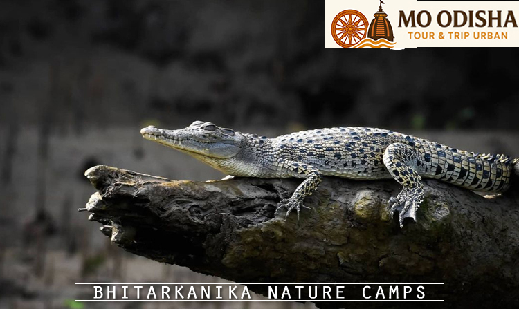 1. Bhitarkanika Nature Camps