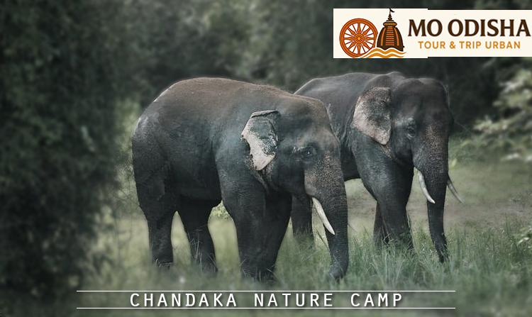 2. Chandaka Nature Camp