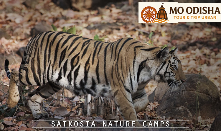4. Satkosia Nature Camps