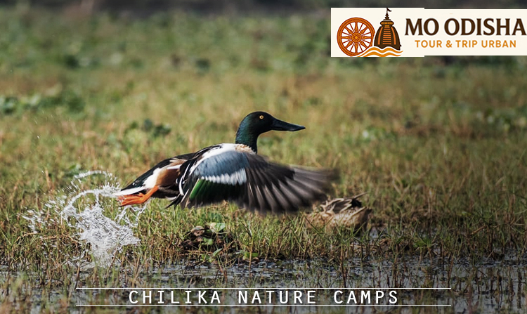 5. Chilika Nature Camps