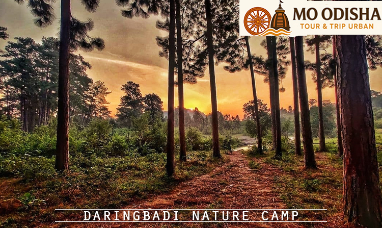 6. Daringbadi Nature Camp