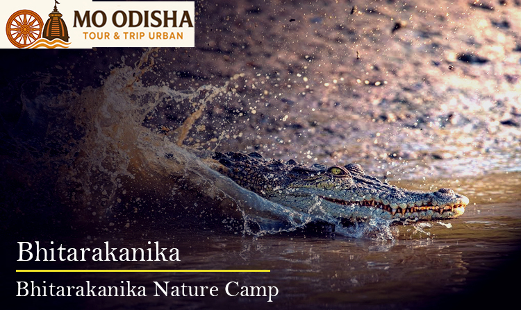 Bhitarakanika Nature Camp