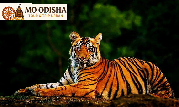 sundarban travel package